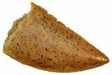 Serrated Raptor Tooth - Real Dinosaur Tooth #357948-1